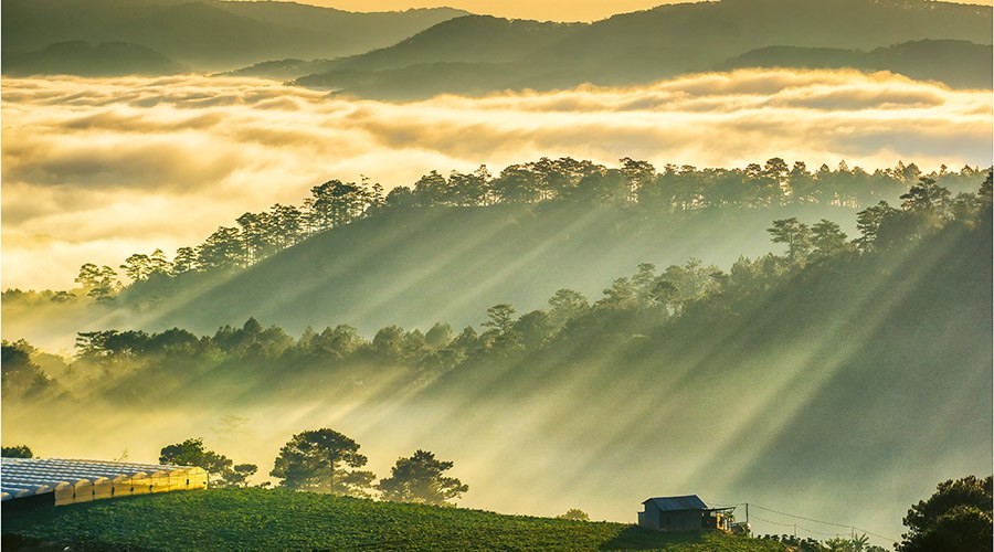 Đồi thông Đà Lạt — nắng sớm xuyên qua sương mù